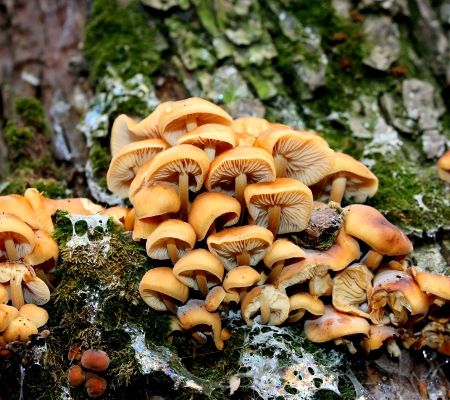 Flammulina velutipes